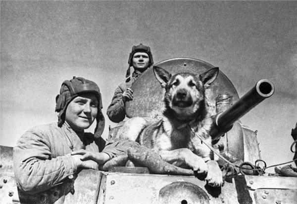 Собаки во время войны