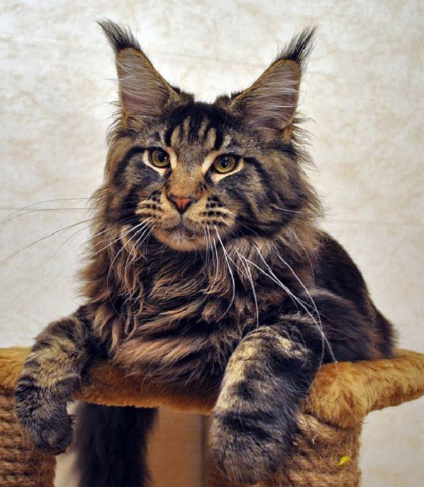 Кастрация кота