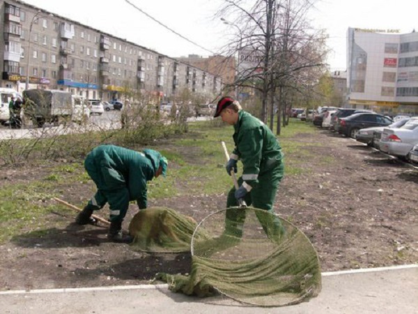 Отлов кошек