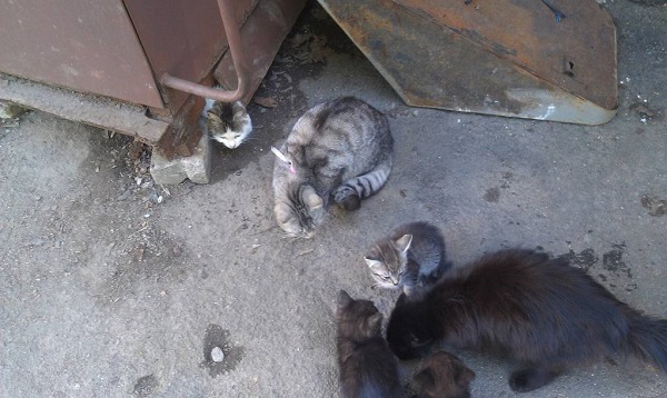 Кошки в стае