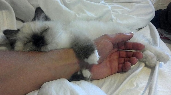 Пропала кошка