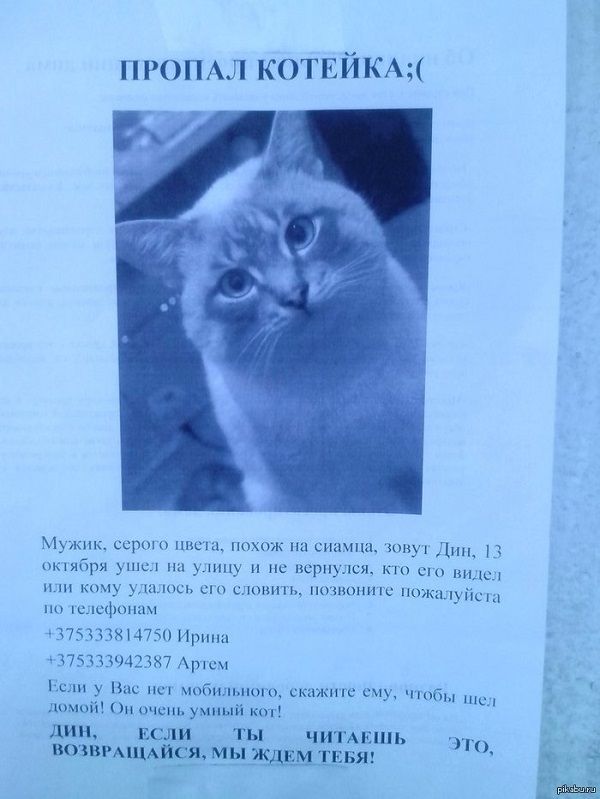 пропала кошка