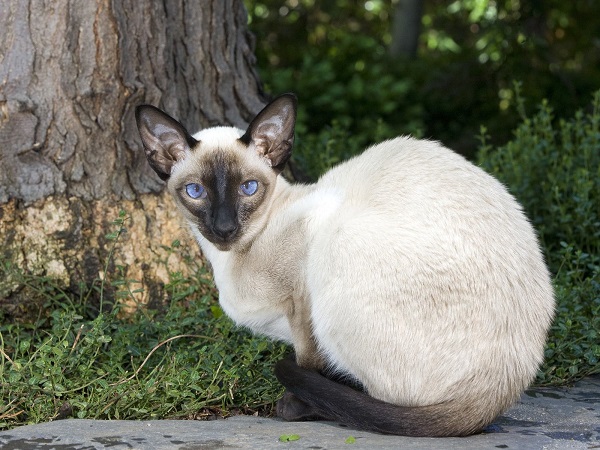 Кошка на улице