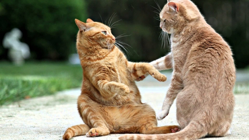 Как подружить котов? Рыжие коты дерутся