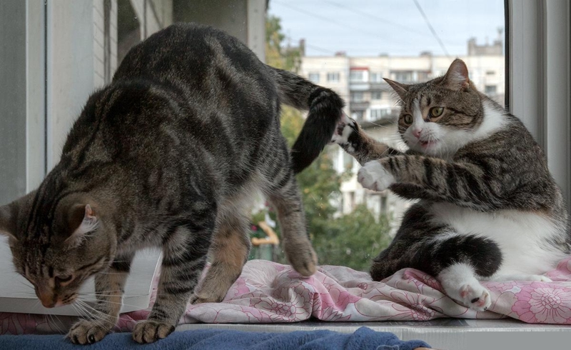 Как подружить котов? Коты на подоконнике