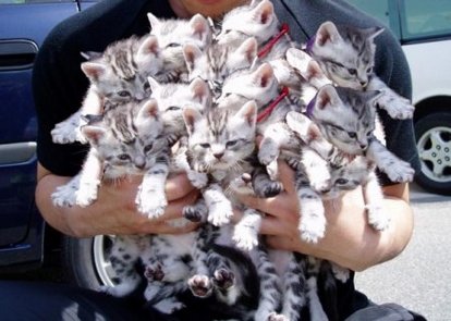 Психология кошки