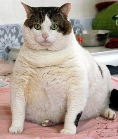 Ожирение кошек 
