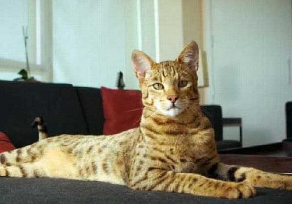 очень дорогая кошка