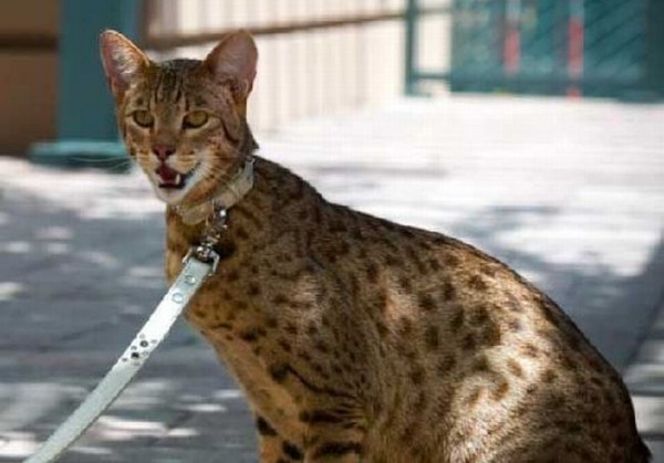 очень дорогая кошка