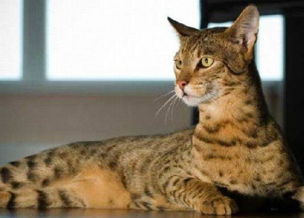 очень дорогая кошка