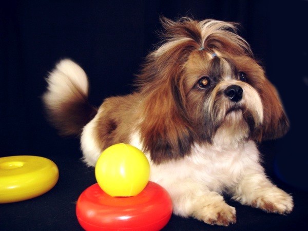 цены на ши-тсу в Минске