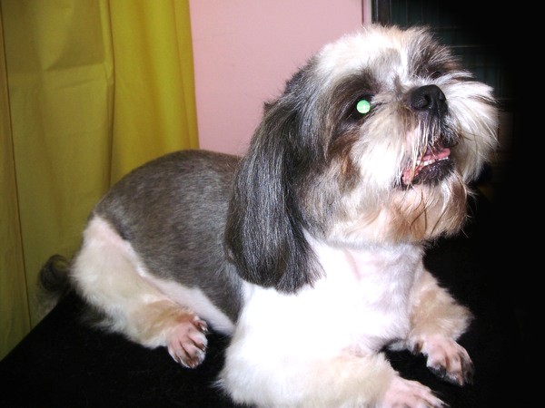 цены на ши-тсу 