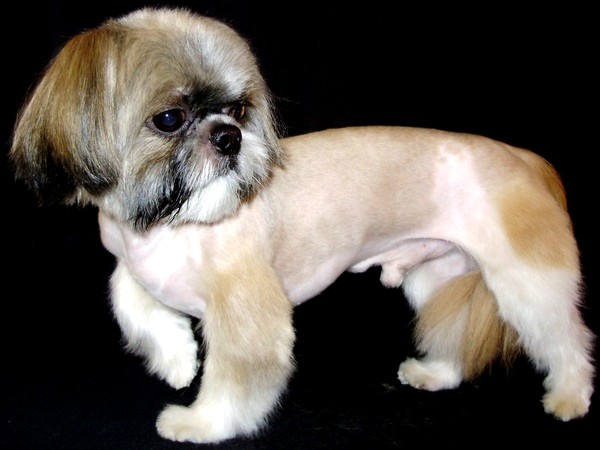 ши-тсу цены в Минске