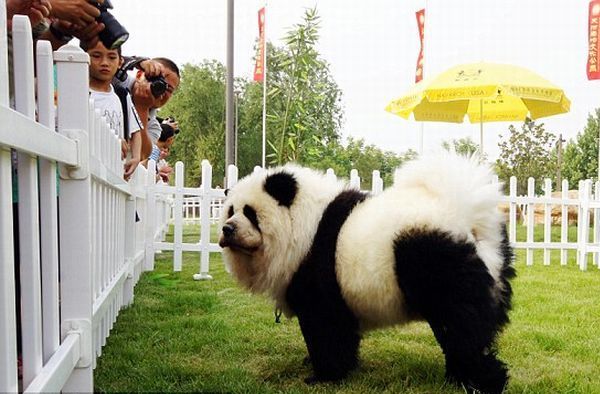 креативное окрашивание шерсти чау-чау в Китае креативное окрашивание шерсти чау-чау в Китае