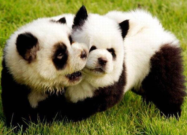 креативное окрашивание шерсти чау-чау креативное окрашивание шерсти чау-чау