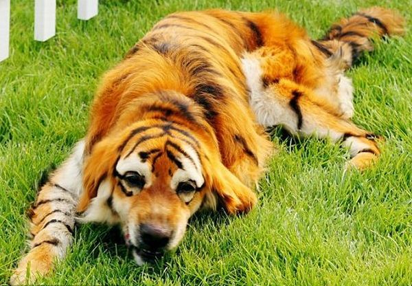 креативное окрашивание шерсти креативное окрашивание шерсти