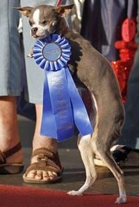 самая страшная собака самая страшная собака