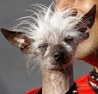 победитель конкурса Самая уродливая собака в мире-2010 победитель конкурса Самая уродливая собака в мире-2010