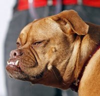 конкурс уродливых собак конкурс уродливых собак