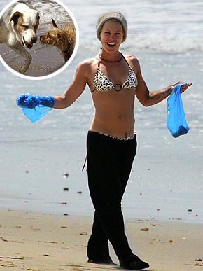 контроль над владельцами собак