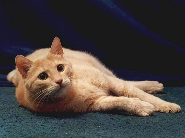 Рыжая кошка
