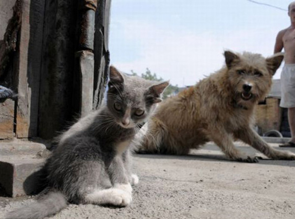 Кот Лунтик