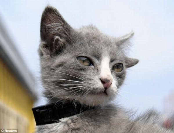 Необычные уши у кота