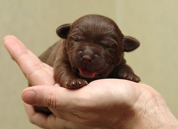 Первая и вторая недели жизни щенка Первая и вторая недели жизни щенка