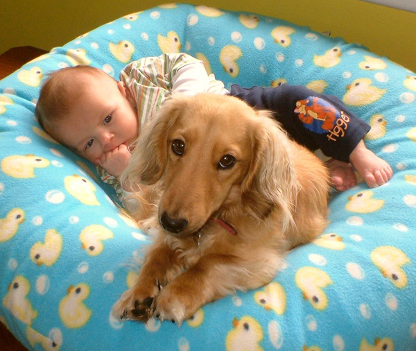 Младенец и собака Младенец и собака