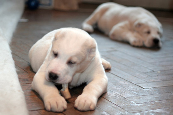 Восьмая неделя Восьмая неделя