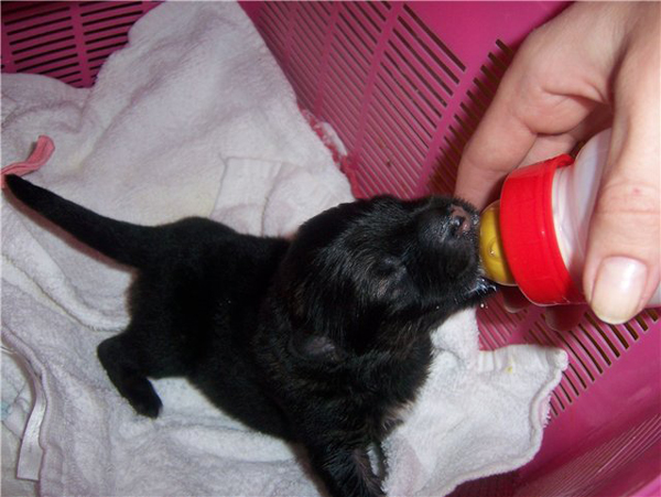 Маленький щенок Маленький щенок