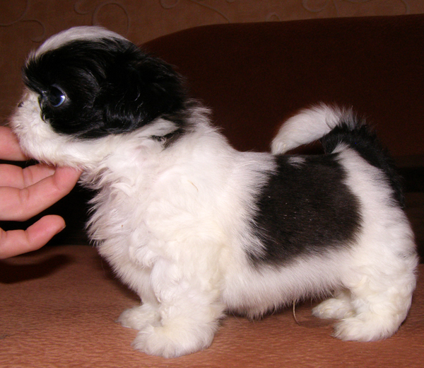 Щенок Щенок