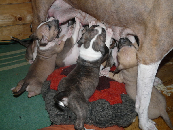 Третья неделя жизни щенков