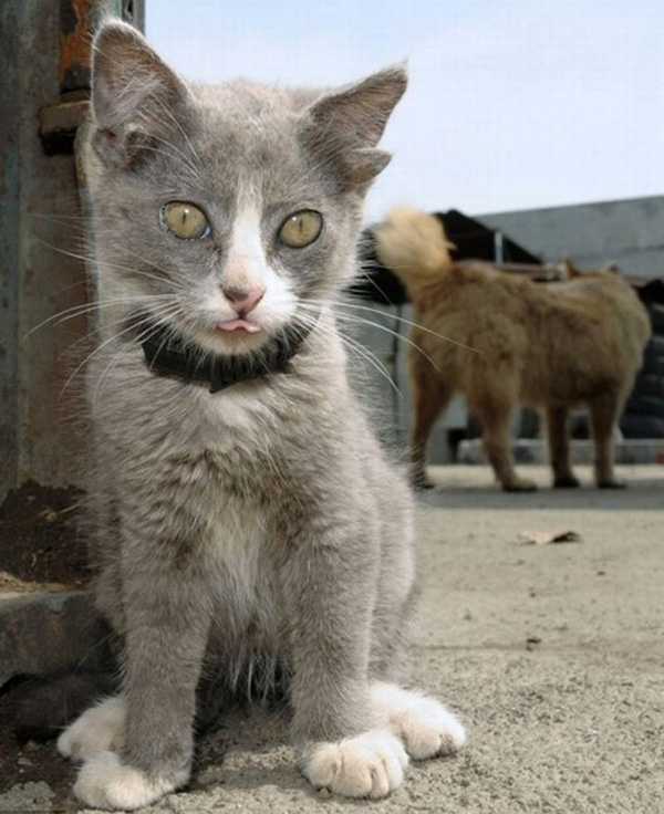 Четырехухий котенок