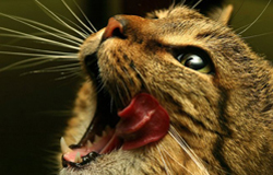 О чем говорит язык кошки