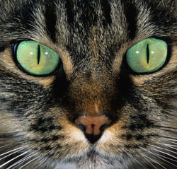 О чем говорят глаза