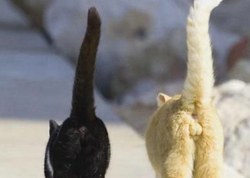 О чем расскажет кошачий хвост