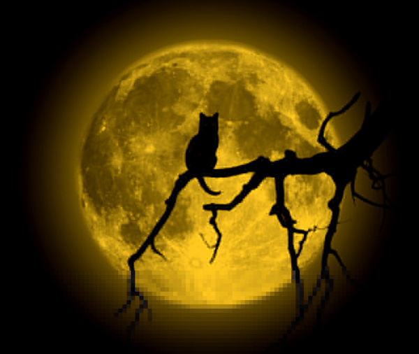 кошки обладают паранормальными способностями кошки обладают паранормальными способностями