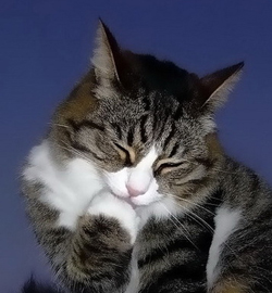 О чем говорят уши и лапы