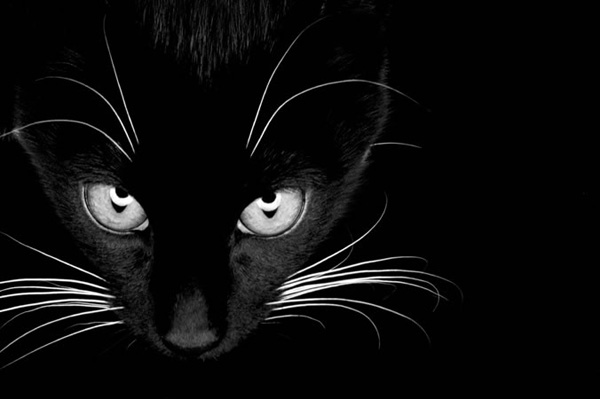 Кошка Кошка