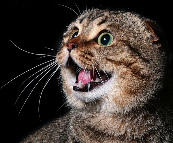 Уши у кошки Уши у кошки