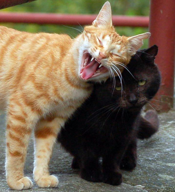 Интересные факты о котах Интересные факты о котах