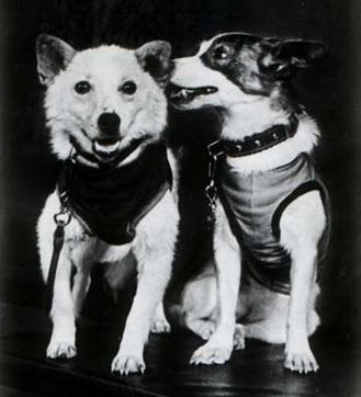 Белка и Стрелка - первые собаки-космонавты Белка и Стрелка - первые собаки-космонавты