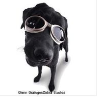 Очки для собаки Очки для собаки