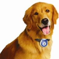 Глазами животного Глазами животного