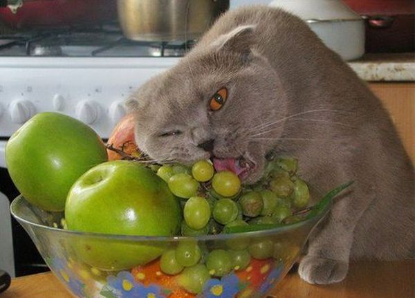 Обед кошки Обед кошки