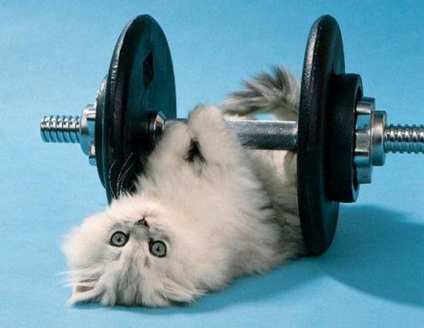 Котенок-штангист Котенок-штангист
