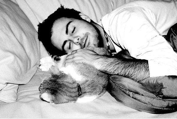 Кошка спит Кошка спит