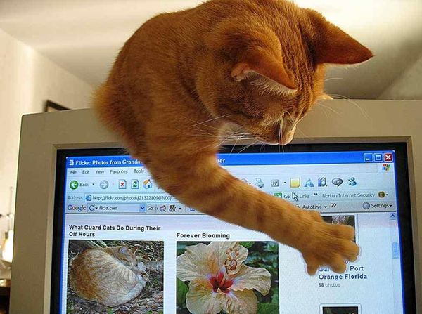 Кошка и компьютер Кошка и компьютер