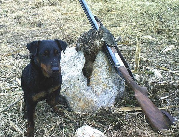 Утиная охота Утиная охота